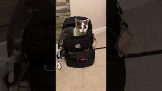 Tibbs the moustache kitten wants to go to school - cat in a bag - cute kitty