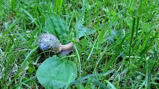 Hungry snail - backyard wildlife - time lapse video