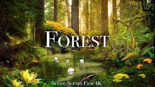 Forest In 4K - The Healing Power Of Nature Sounds  Forest Sounds  Scenic Relaxation Film