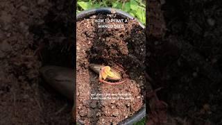 How to Plant a Mango Seed #gardening #fruittrees #plant