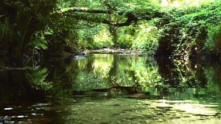 CALMING SOUNDS OF STREAM WITH SINGING BIRDS RELAXING SOUNDS OF NATURE