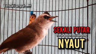 trucukan gacor TARUNG ROPEL PANJANG pancingan trucukan agar bunyi jadikan burung trucuk gacor NYAUT