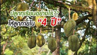 ปลูกทุเรียนอย่างไร?? ได้ลูกภายใน “4 ปี” โดย ป๋าแสวง  Durian Thailand  榴蓮