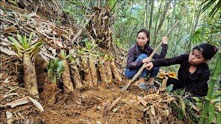 Single mother harvests wild bamboo shoots to sell and enjoy delicious dishes made from bamboo shoots