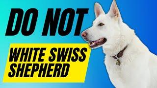 7 Reasons You Should NOT Get A White Swiss Shepherd