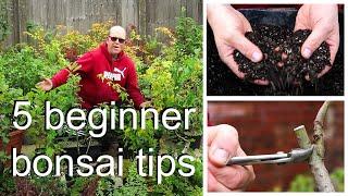 5 useful tips for bonsai