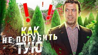 ТУЯ посадка и уход  Избегайте глупых ошибок