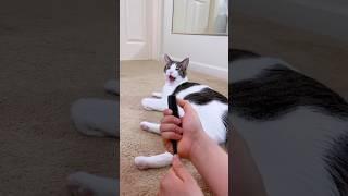 Funny cats VS comb prank 