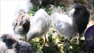 Chick sounds to help your chicks hatch  Black & lavender Orpingtons