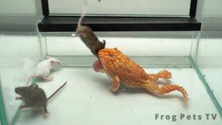 Pacman Frog Eats Black & White Mice  Warning Live Feeding