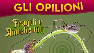 Gli Opilioni fragili e amichevoli ► Puntata 145