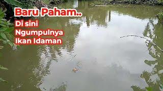 Ternyata Ikan Mas Sampai Ke Sungai Kecil Ini Hampir tak ada Pemancing yang Tahu