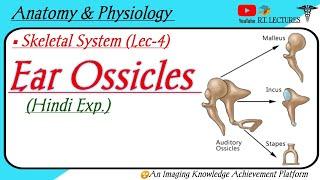 Ear Ossicles  Associated Skull Bones  Auditory ossicles  Anatomy & Physiology