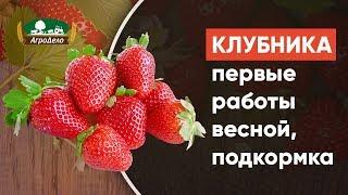 Клубника - первые работы весной подкормка и удобрение весной