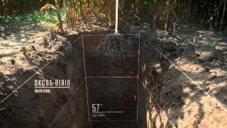 DEKALB® Corn Products 2014 Root Dig - 30 Seconds