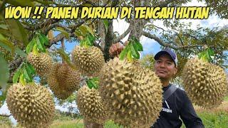 PERTAMA KALI PANEN DURIAN DI TENGAH HUTAN