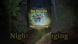 Bears “Night” Moves #shorts #wildlife #viral #naturelovers #blackbear