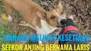 MOMENT MENGHARUKAN SEEKOR ANJING BERTEMU MAJIKANYA SETELAH TERPISAH SELAMA 6 BULAN LAMANYA