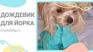 Дождевик для собаки йорка - одежда для собак