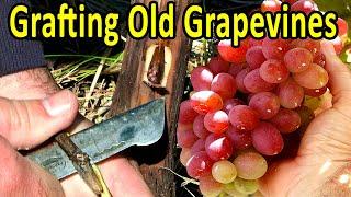 GRAFTING OLD GRAPEVINES  1 YEAR GRAFT UPDATE WITH FRUITS
