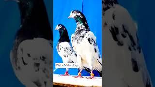 kabootar #pigeonpigeon #youtube #video #viral #viralvideo#shots #shorts