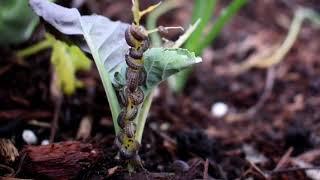 Quick & easy way to catch LOTS of Pill Bugs  Roly Poly