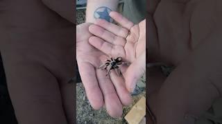 We found a Hapalotremus vilcanota These high elevation tarantulas are beyond amazing