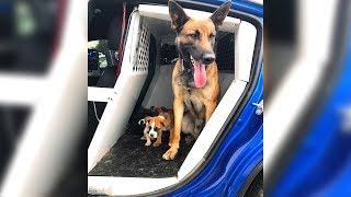 Perro policía rescata a tres cachorritos