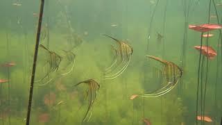 Rio Tapajós Amazonas Pterophyllum - Acara Bandeira - Angelfish- Skalar