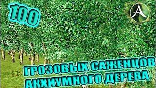 ArcheAge - МОЖНО ЛИ ЗАРАБОТАТЬ НА ГРОЗОВЫХ САЖЕНЦАХ АКХИУМНОГО ДЕРЕВА?