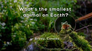 Whats the smallest animal on Earth?