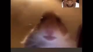 Kanye West and Hamster Video Call