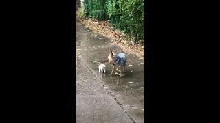 Dog Rescues Homeless Kitten