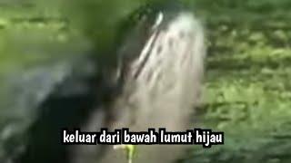 BIKIN NGILU..? SAMBARAN IKAN TOMAN DIBAWAH LUMUT HIJAU  CASTING TOMAN