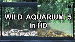 Wild Aquarium 5 HD MIKOLJI