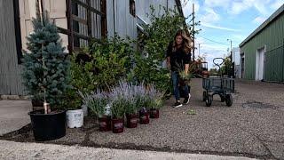 Plant Shopping for the Dream Stream   Garden Answer