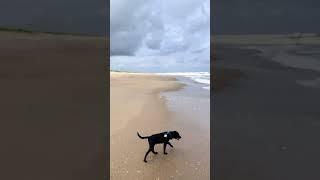 Jacks first time at the Beach  Praia do Ervino  Santa Catarina