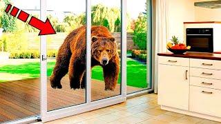 The bear knocked on the window every morning. Following him the man was horrified