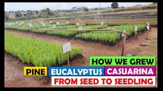 How We Grew Thousands of Pine Eucalyptus & Casuarina Trees From Seed To Seedling in 2021