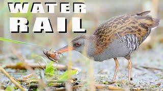 Water rail bird with a hard prey