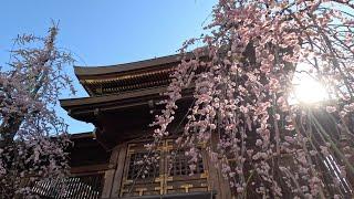 Yushima Tenjin Plum Blossom Festival One of Japan’s Most Iconic Spring Scenes