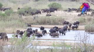 Largest Buffalo Migration in Kruger National Park  Trending Wildlife Videos.