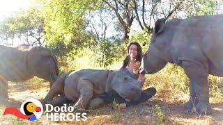 Watch This Baby Rhino Fall In love With Her Rescuers Cat  The Dodo Heroes