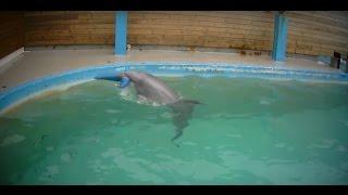 Undercover in Dolphinarium