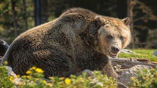 Grizzlybär - Der Spitzenjäger Aus Nordamerika  Dokumentation