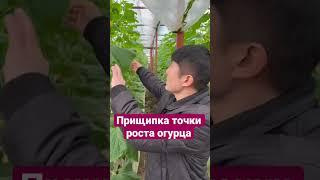 Прищипка точки роста огурца #агробизнес #теплица #лайфхаки #огурец #прищипка