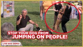 How To Stop Your Dog from Jumping on People  Dog Nation