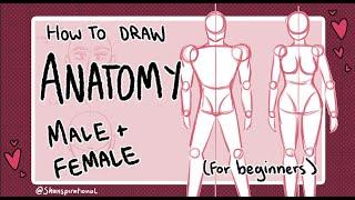 How To Draw Male vs Female Bodies Basic Anatomy 2