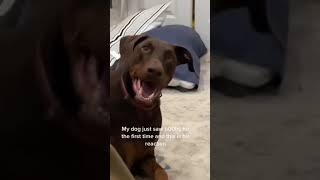 Dog’s Reaction To Seeing Breasts For The First Time  Try Not To Laugh Funny Tik Tok Compilation