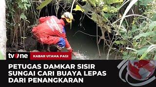 Pencarian 5 Buaya Lepas dari Penangkaran  Kabar Utama Pagi tvOne